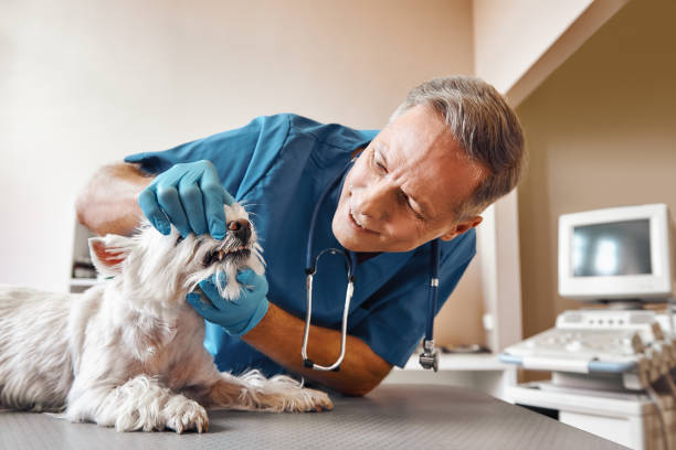 Best After-Hours Emergency Dentist in Eagleton Village, TN